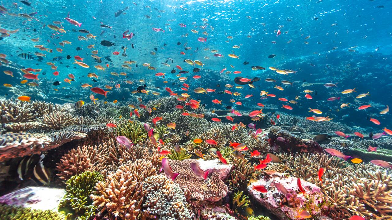 voyages_visite_vacances_soleil_corail_coraux_destination_voyage_nature_plongee_sous_marine_ granville_normandie_